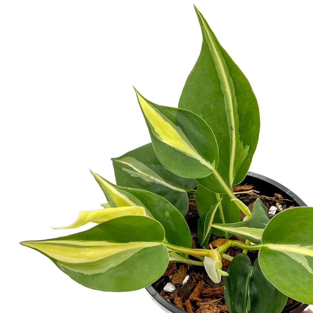 Philodendron 'Cream Splash' | Indoor Plant | Chalet Boutique - Australia