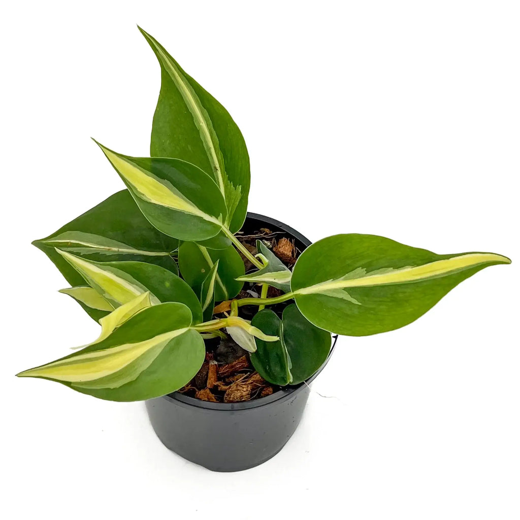 Philodendron 'Cream Splash' | Indoor Plant | Chalet Boutique - Australia