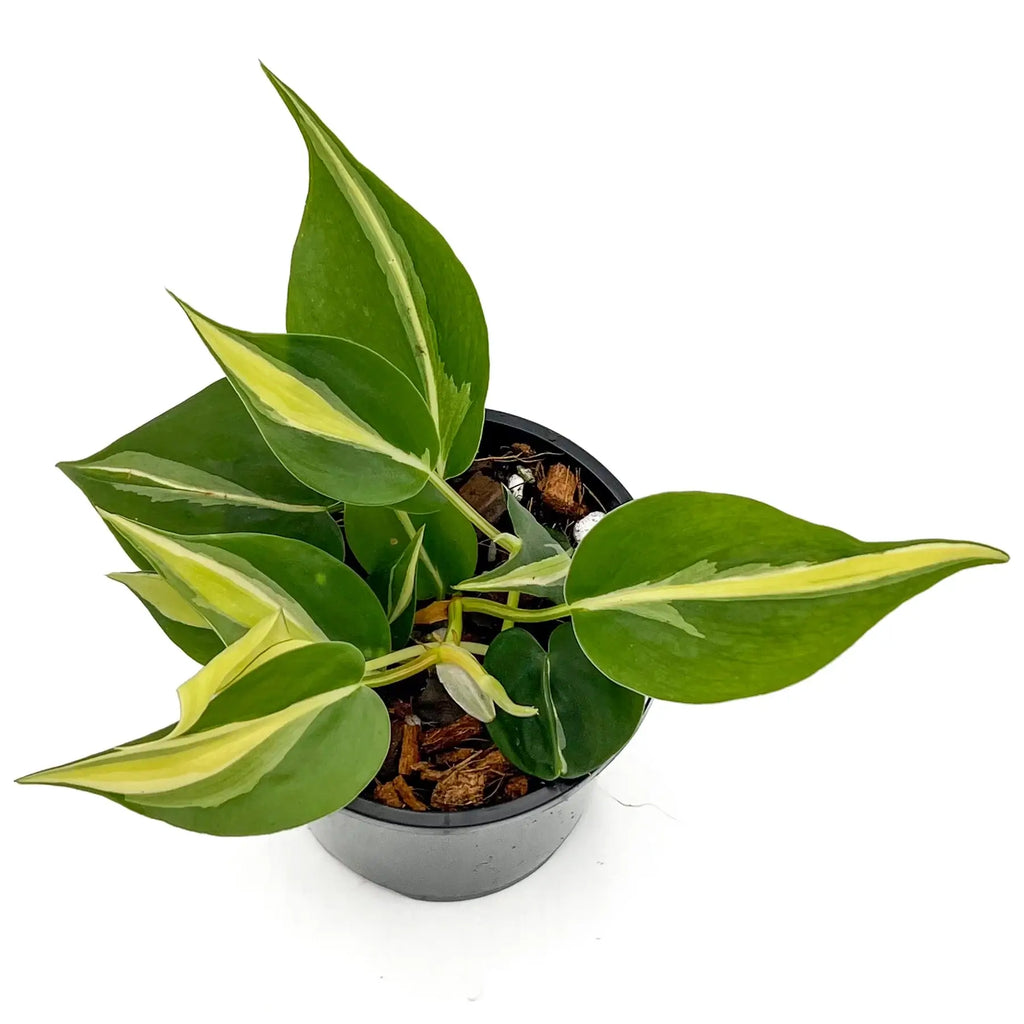 Philodendron 'Cream Splash' | Indoor Plant | Chalet Boutique - Australia