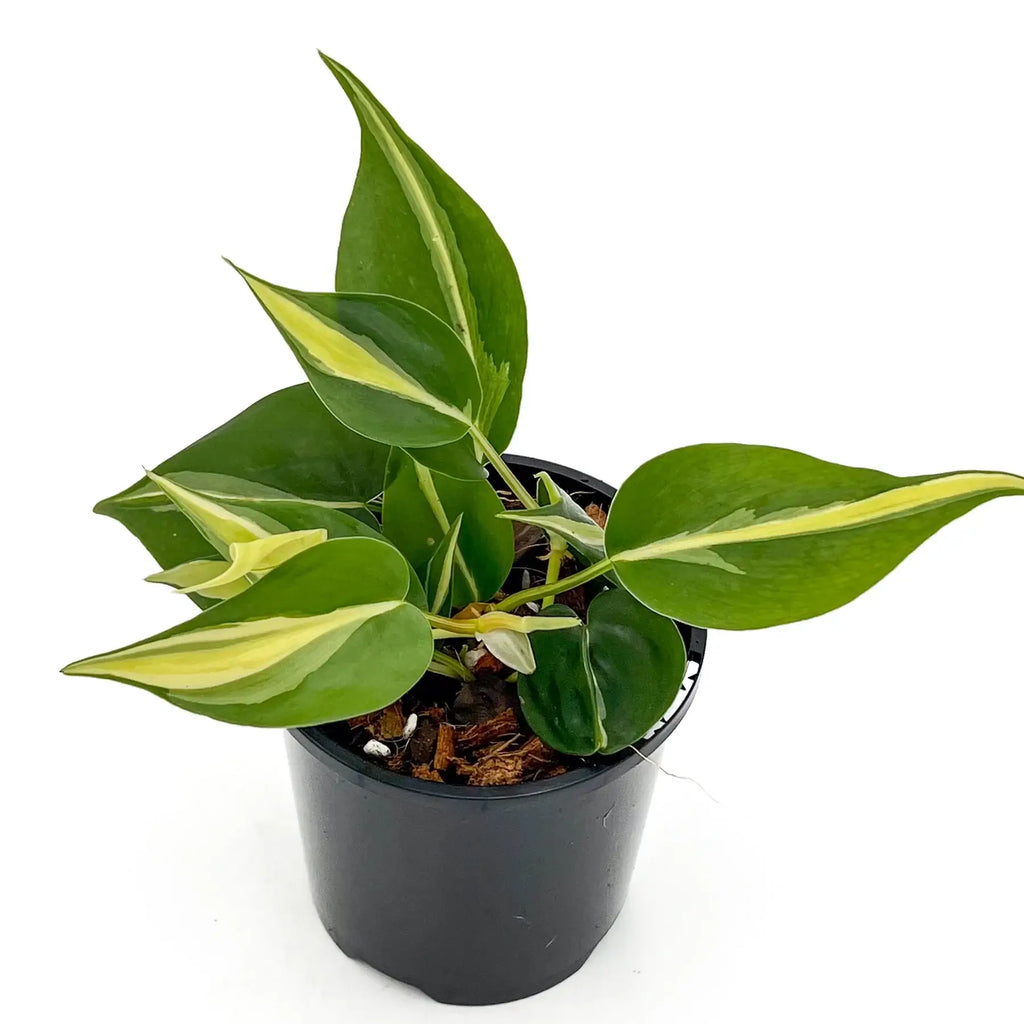 Philodendron 'Cream Splash' | Indoor Plant | Chalet Boutique - Australia