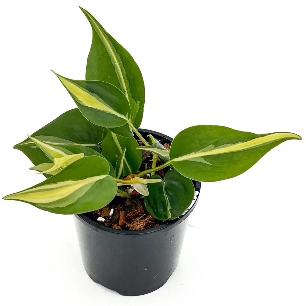 Philodendron 'Cream Splash' | Indoor Plant | Chalet Boutique - Australia