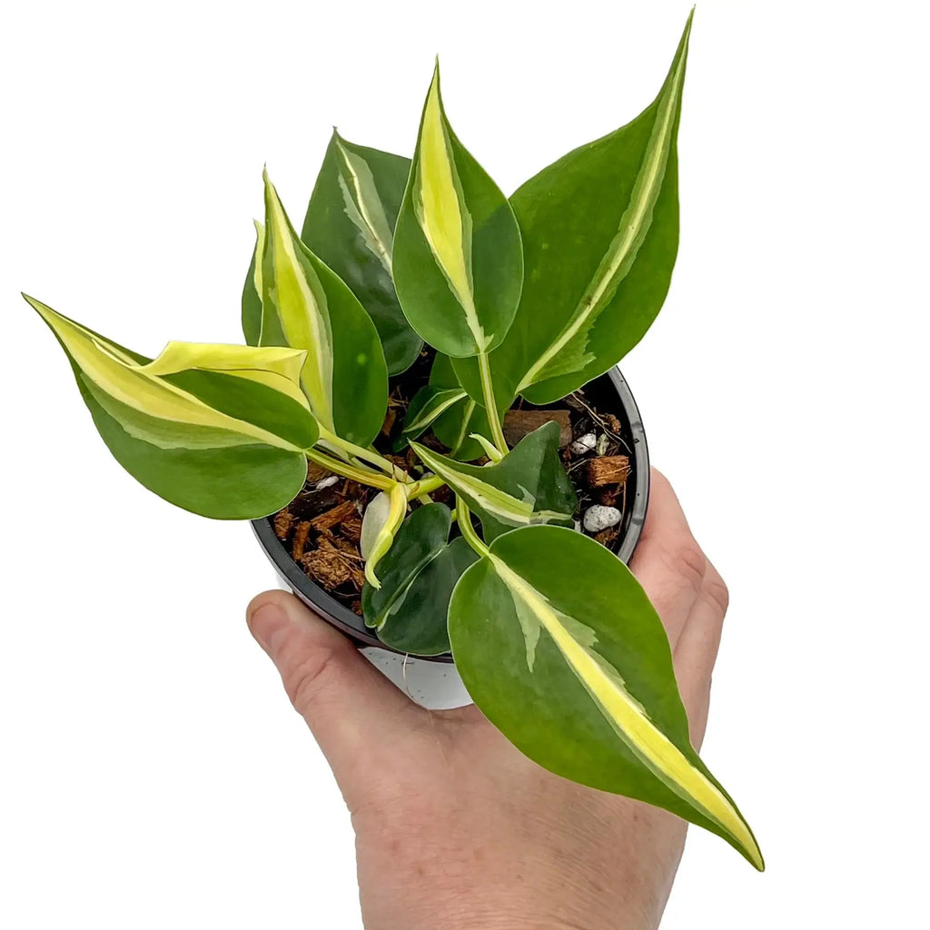 Philodendron 'Cream Splash' | Indoor Plant | Chalet Boutique - Australia