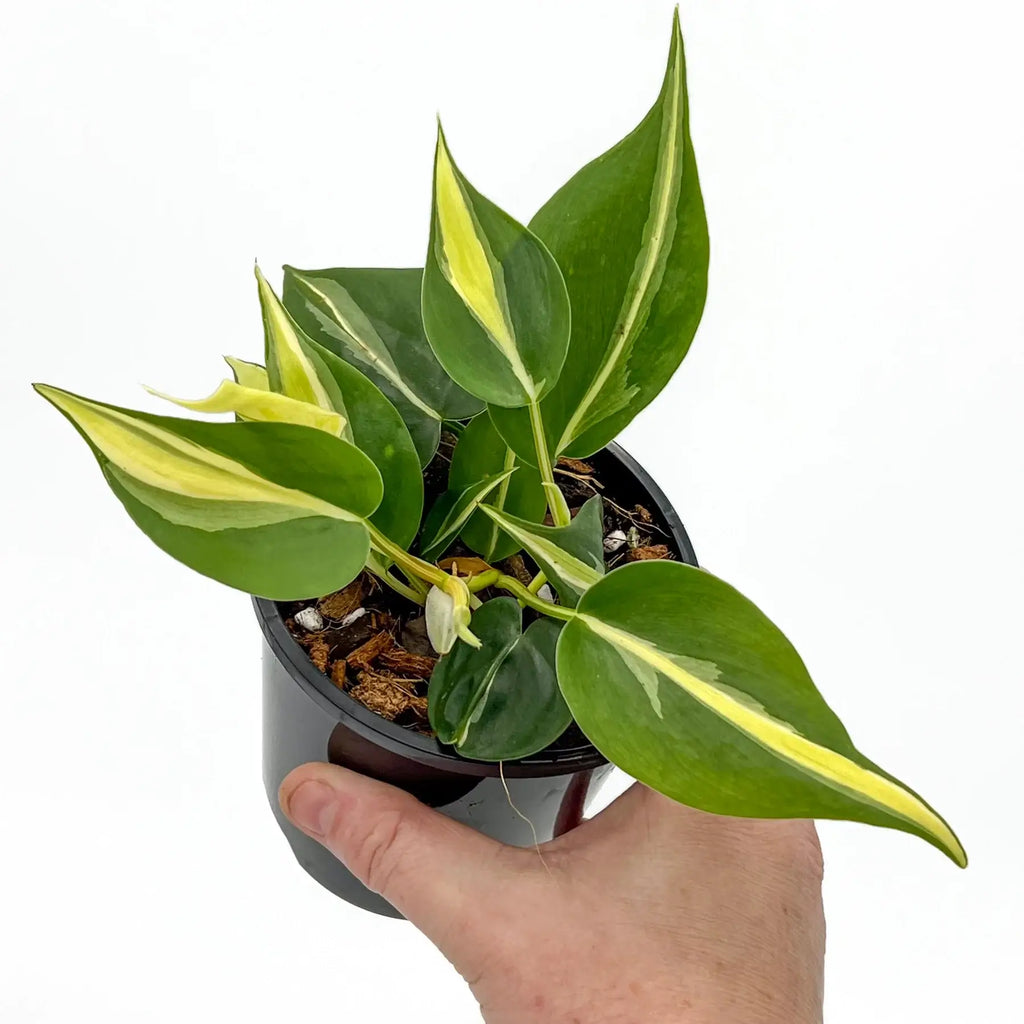 Philodendron 'Cream Splash' | Indoor Plant | Chalet Boutique - Australia