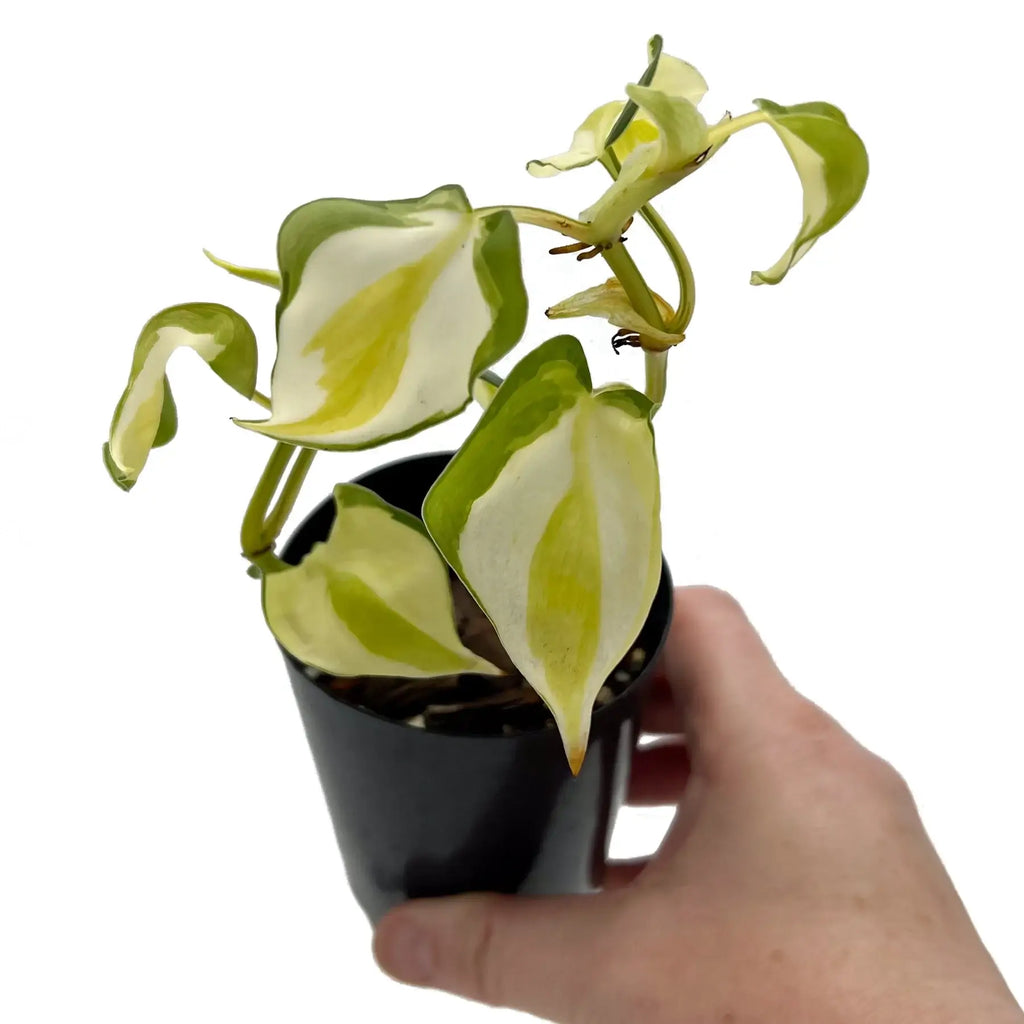 Philodendron Hederaceum 'Cream Splash' in hand, showcasing variegated green, yellow, and creamy white leaves, ideal for indoor planting.