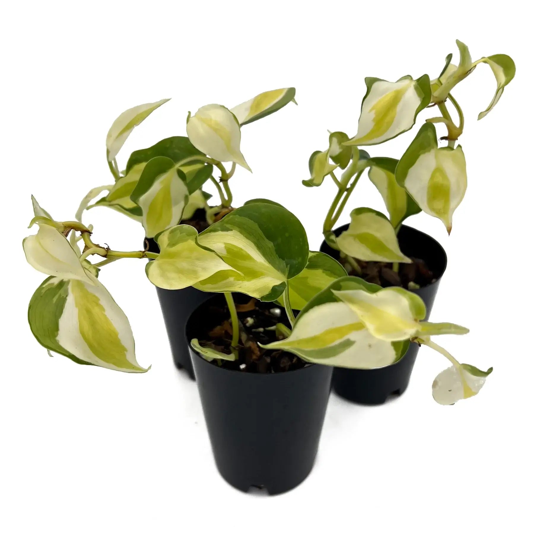 philodendron cream splash australia Philodendron hederaceum 'Cream Splash'