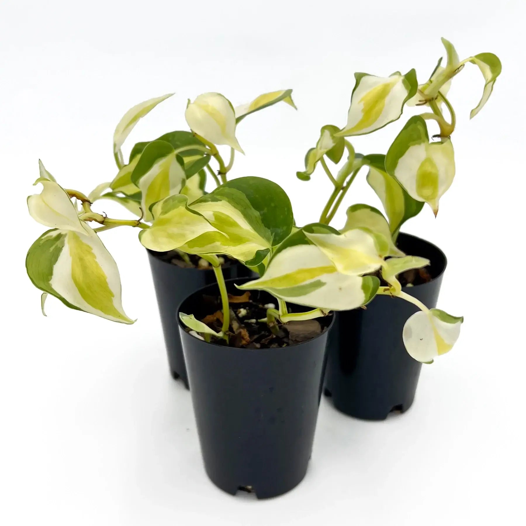 philodendron cream splash canada Philodendron hederaceum 'Cream Splash'