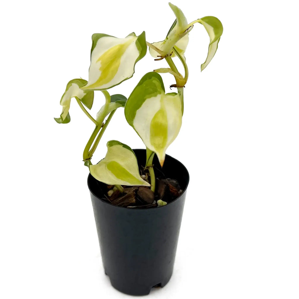 Philodendron hederaceum 'Cream Splash' in a 10cm pot, showcasing rare variegation of green and creamy white leaves.