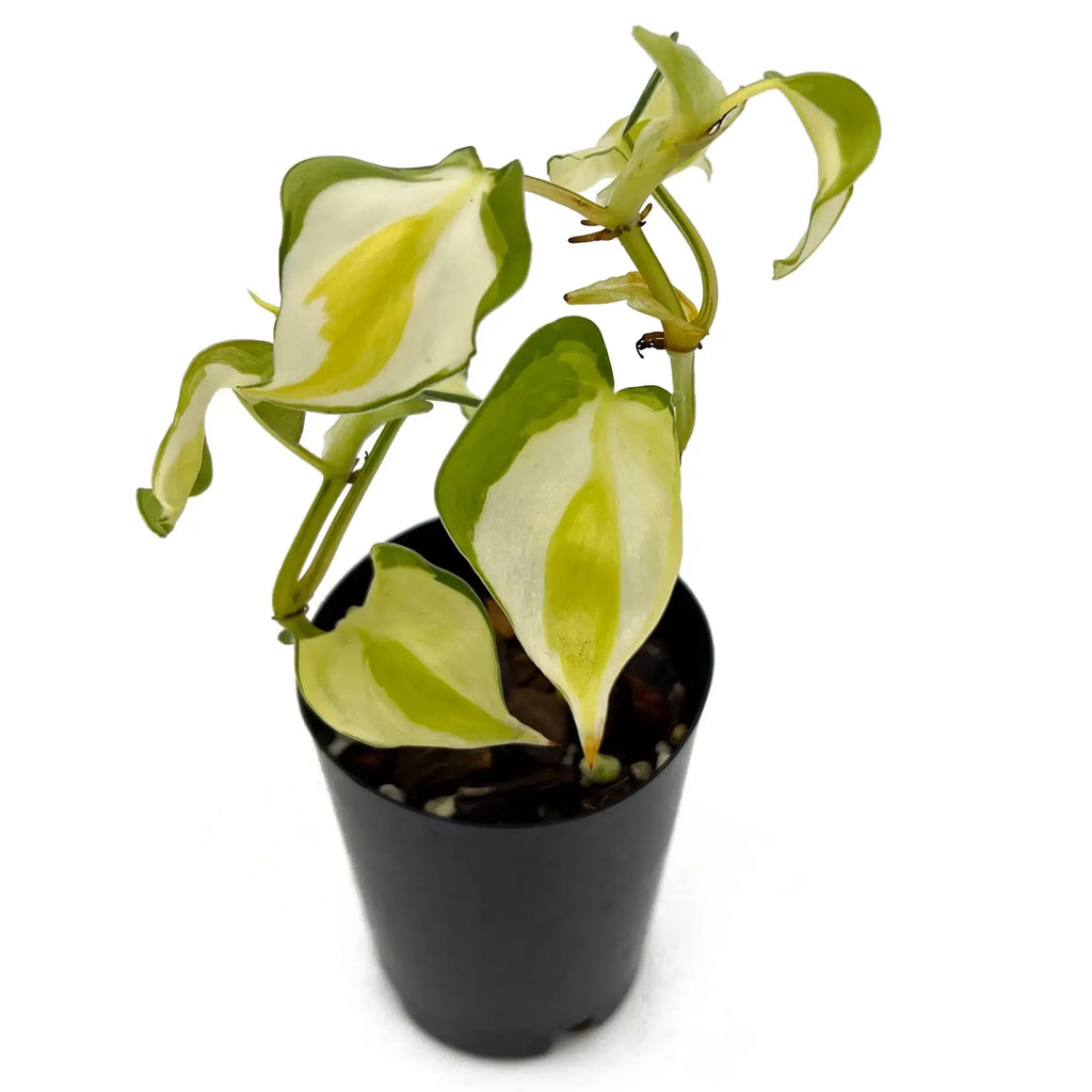 Philodendron hederaceum 'Cream Splash' in a 10cm pot, showcasing rare variegation with green, yellow, and creamy white leaves.