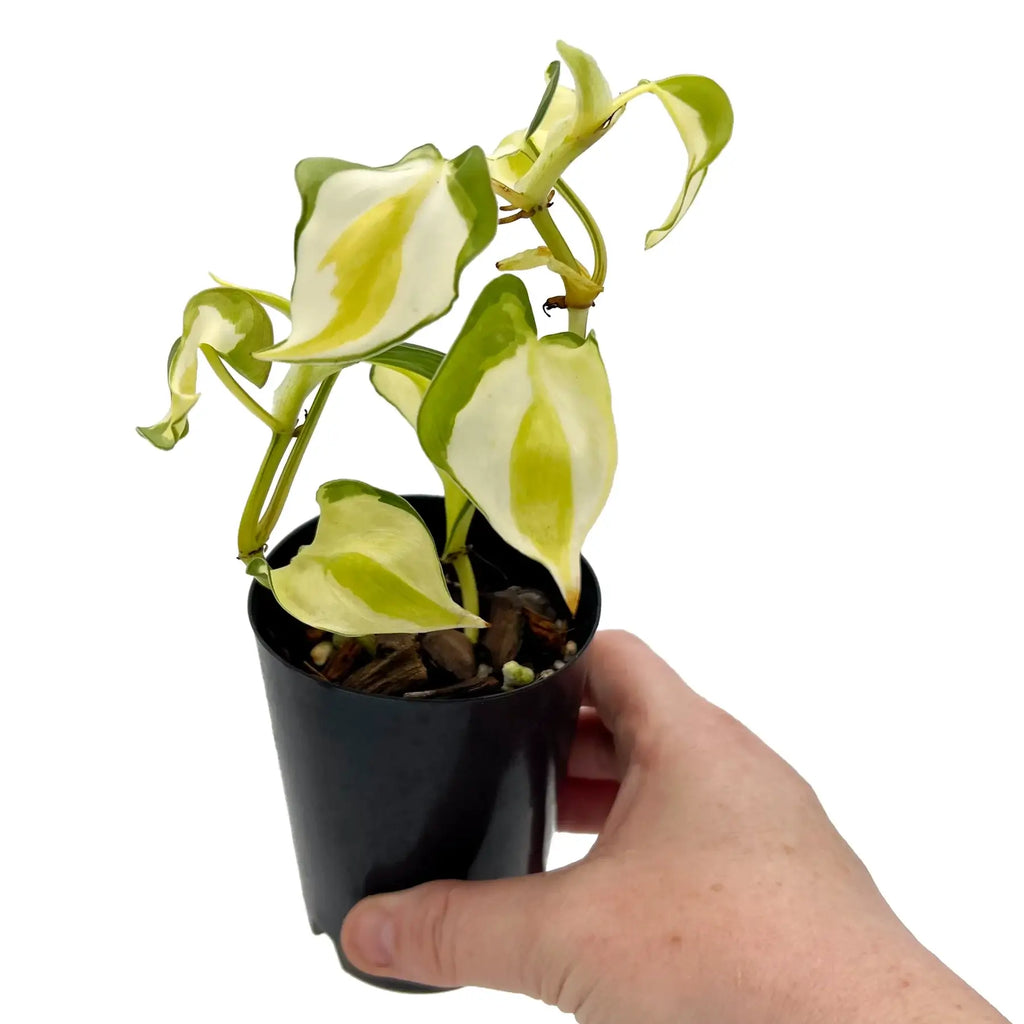 Philodendron 'Cream Splash' High Variegation | Indoor Plant | Chalet Boutique - Australia