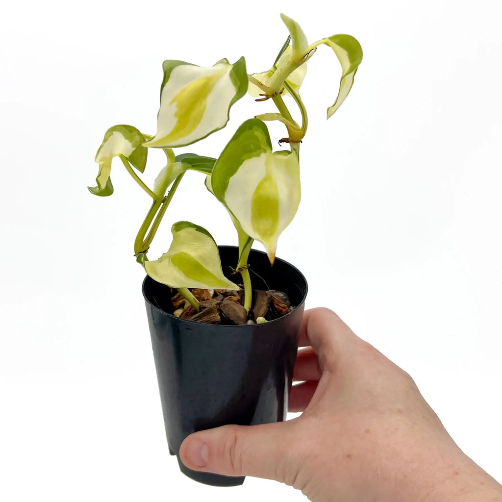 Philodendron hederaceum 'Cream Splash' in a black pot, showcasing lush variegated green and cream leaves. Rare indoor plant.