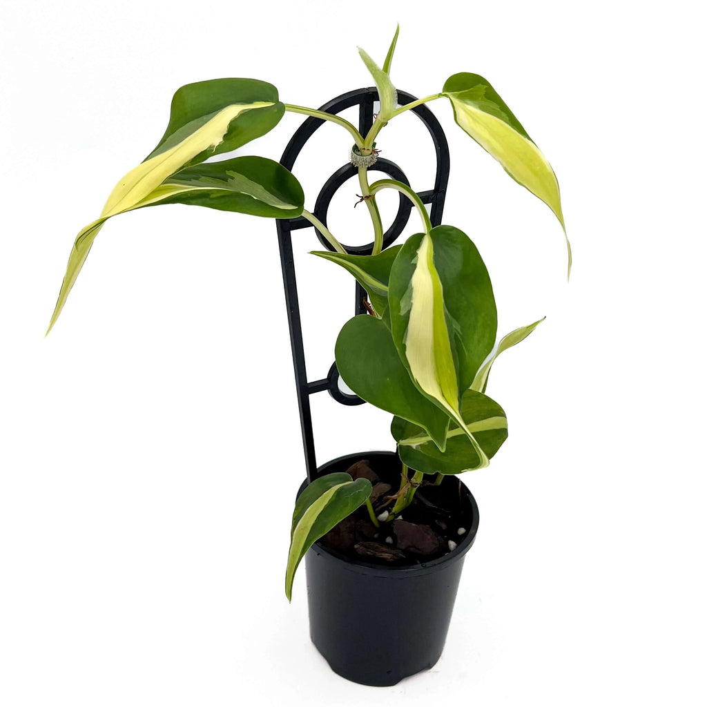 Philodendron 'Cream Splash' | Indoor Plant | Chalet Boutique - Australia