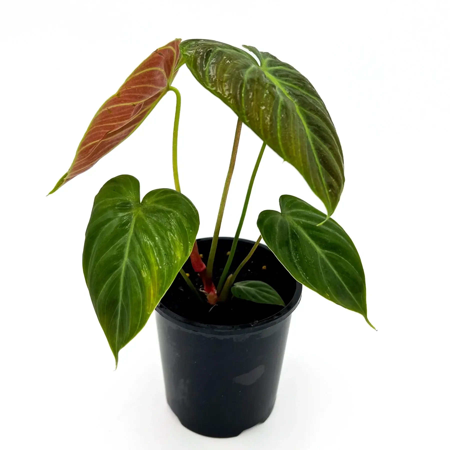 philodendron verrucosum el choco red Buy Philodendron El Choco Red