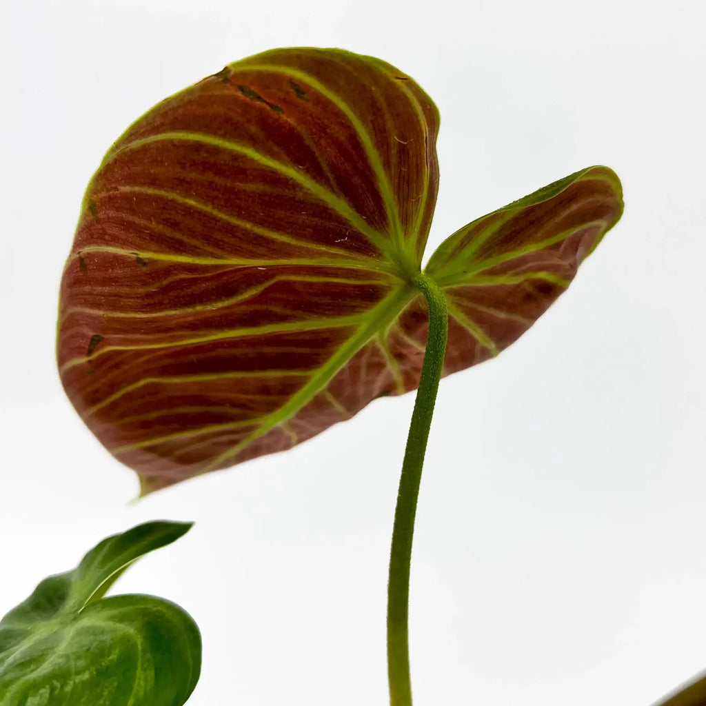 Philodendron El Choco Red | Indoor Plant | Chalet Boutique - Australia