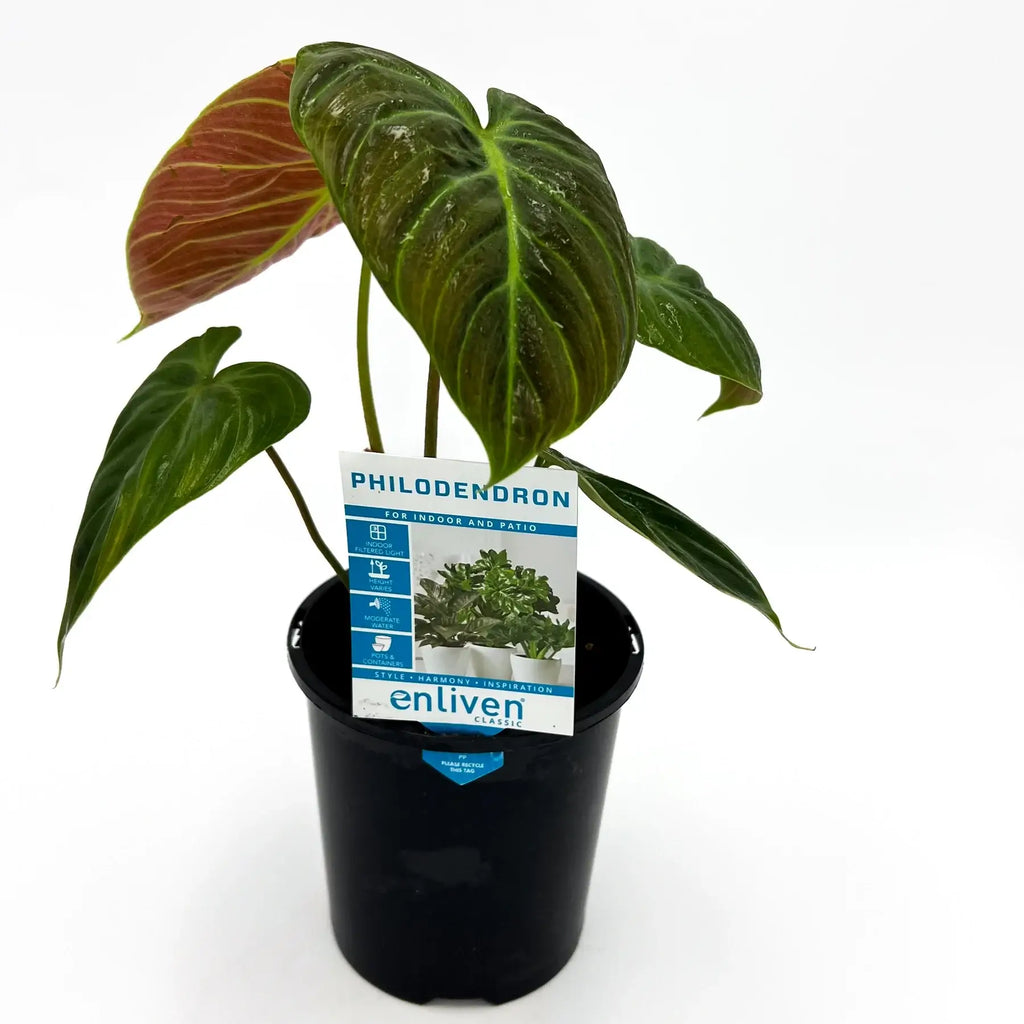 Philodendron El Choco Red | Indoor Plant | Chalet Boutique - Australia