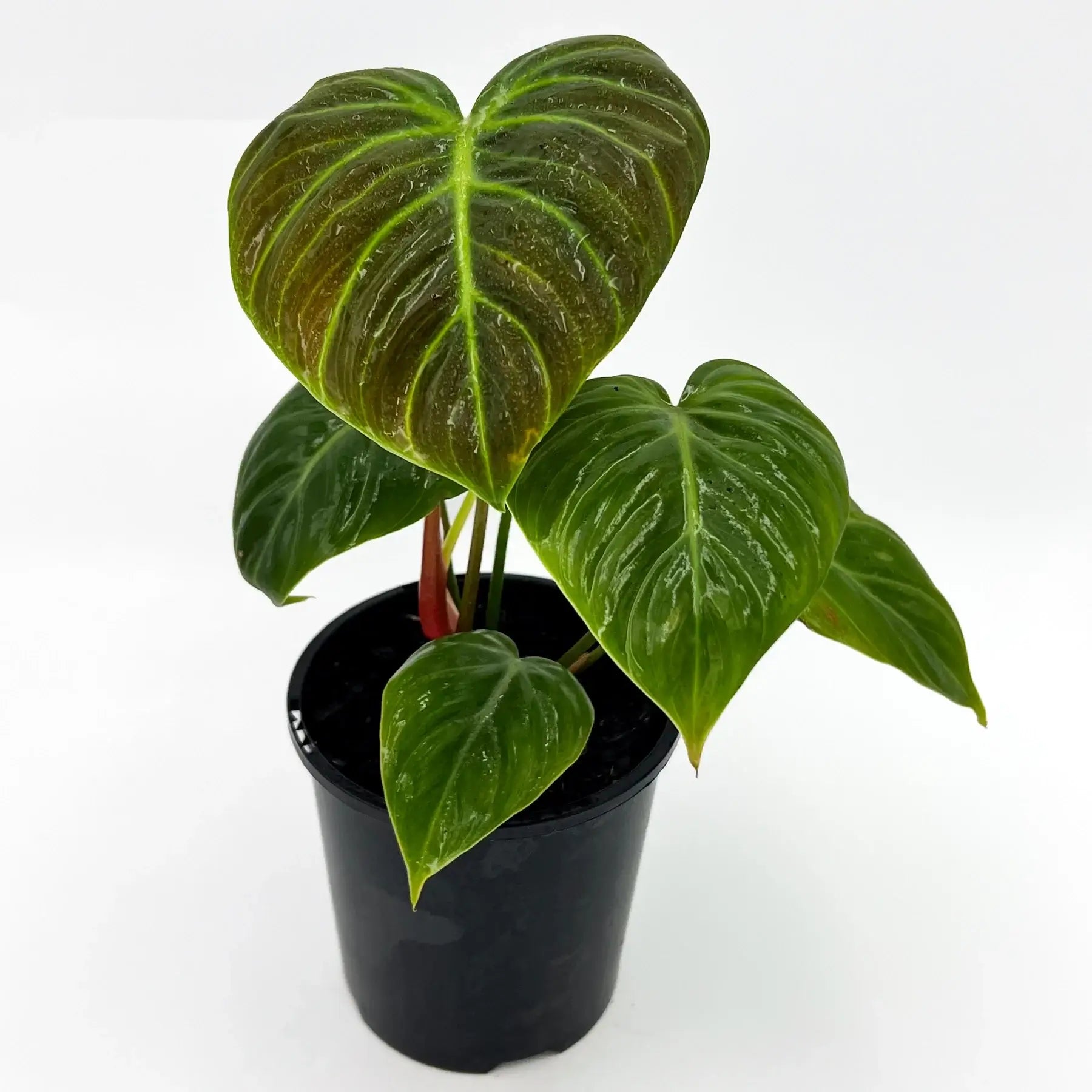 Buy Philodendron El Choco Red