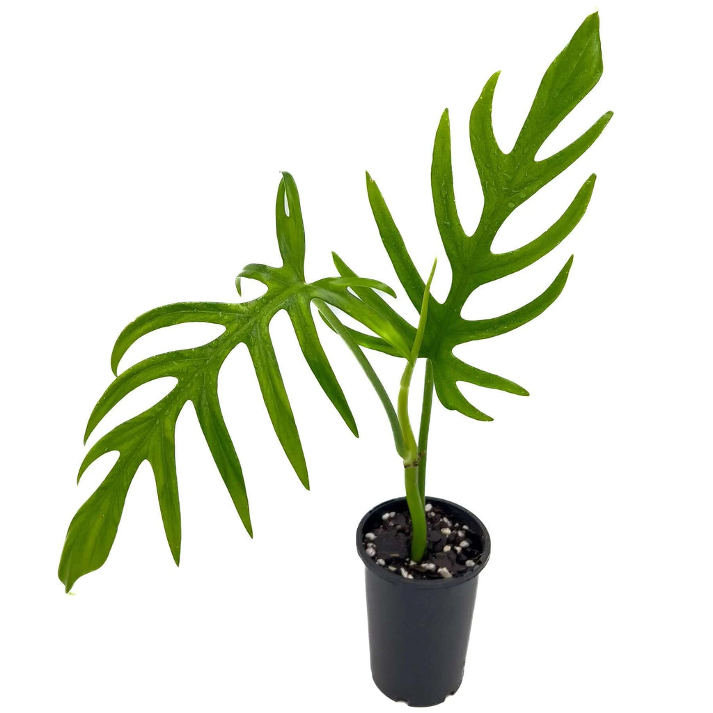 Philodendron elegans | Indoor Plant | Chalet Boutique - Australia