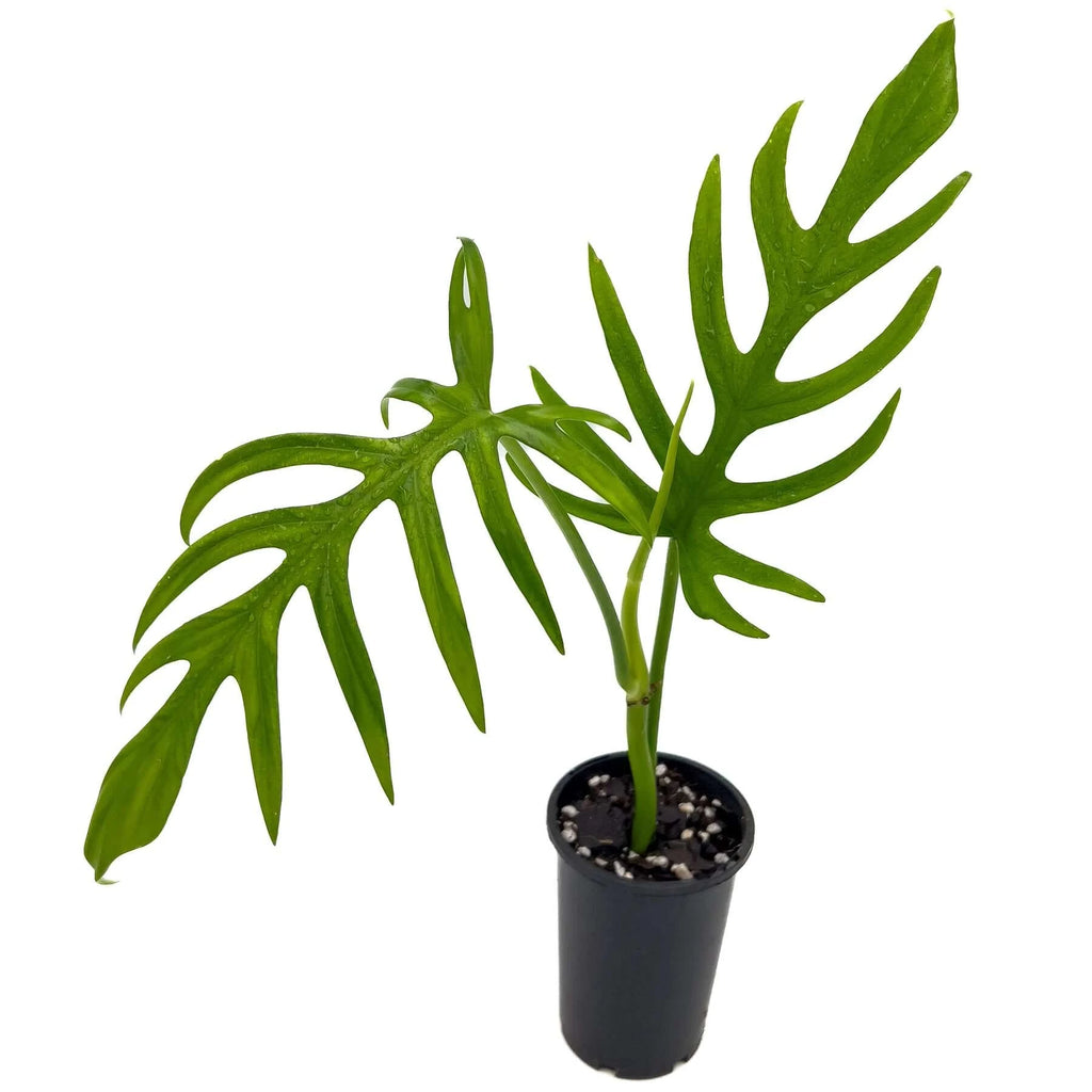 Philodendron elegans | Indoor Plant | Chalet Boutique - Australia