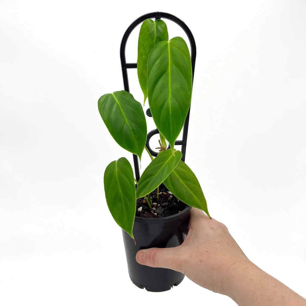 Philodendron esmeraldense | Indoor Plant | Chalet Boutique - Australia