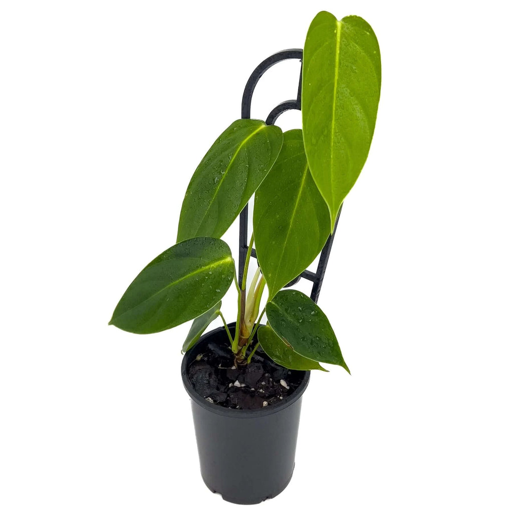 Philodendron esmeraldense | Indoor Plant | Chalet Boutique - Australia