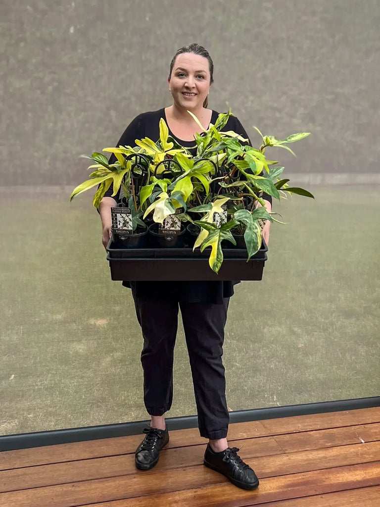 Person holding a tray of vibrant Philodendron Florida Beauty plants, showcasing variegated leaves indoors.