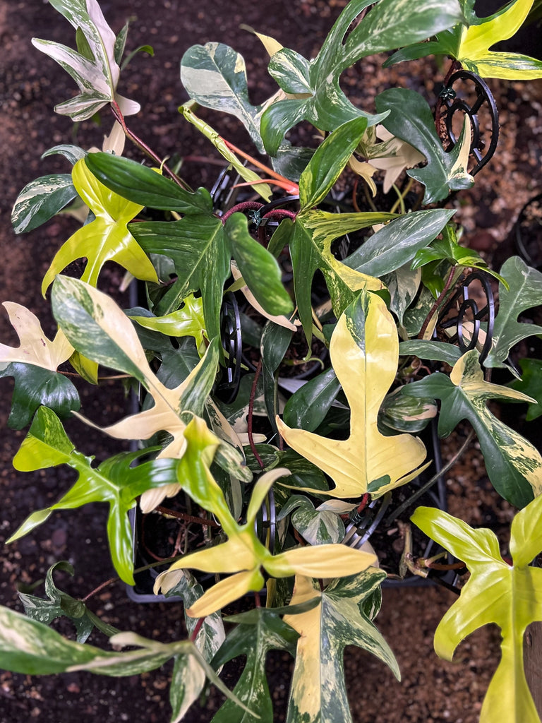 Philodendron Florida Beauty | Indoor Plant | Chalet Boutique - Australia