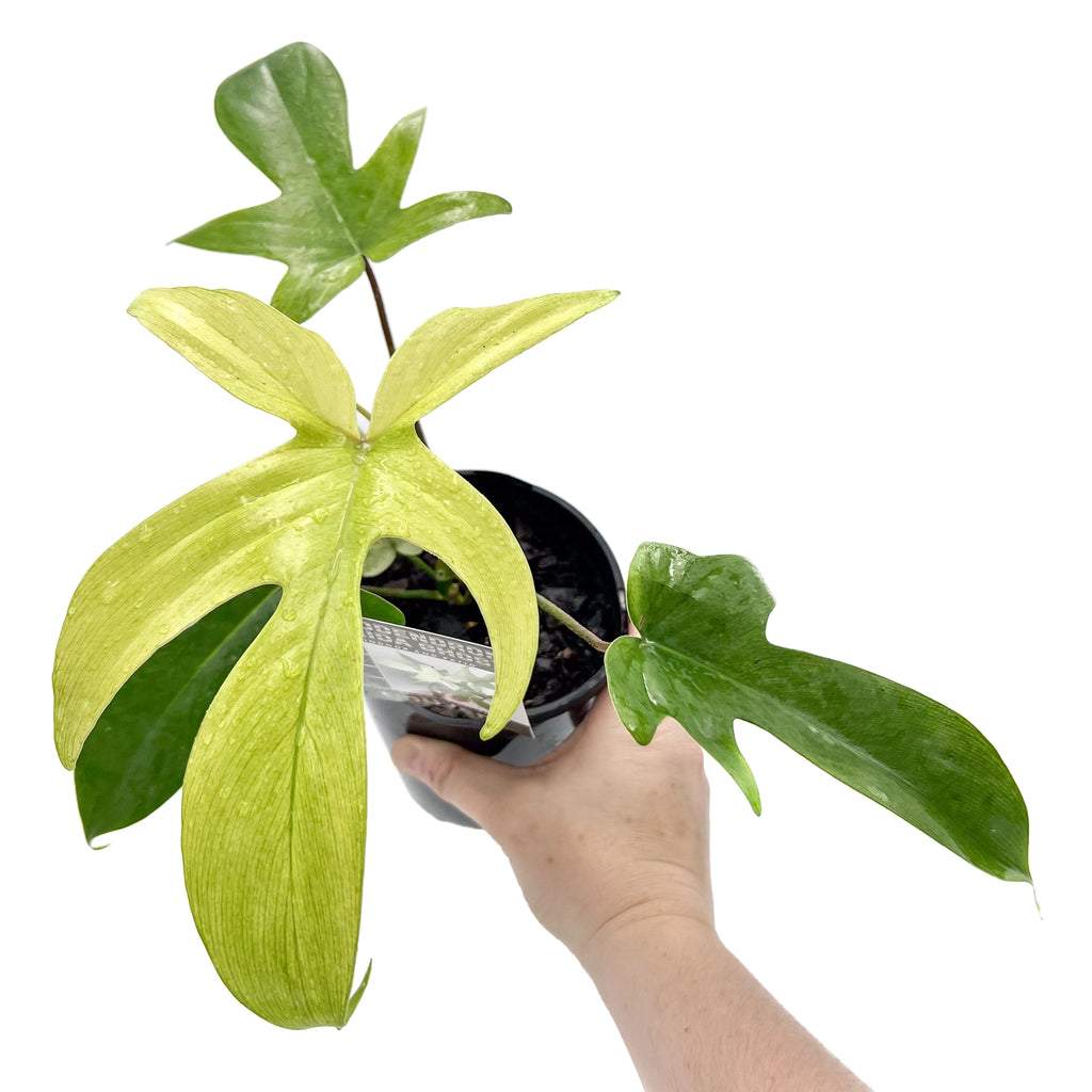 Philodendron Florida Ghost | Indoor Plant | Chalet Boutique - Australia