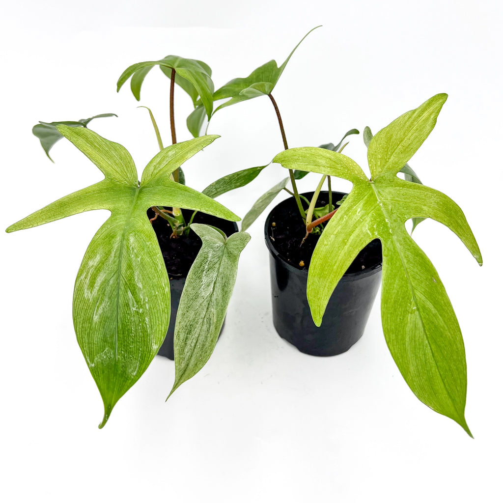 Philodendron Florida Ghost | Indoor Plant | Chalet Boutique - Australia