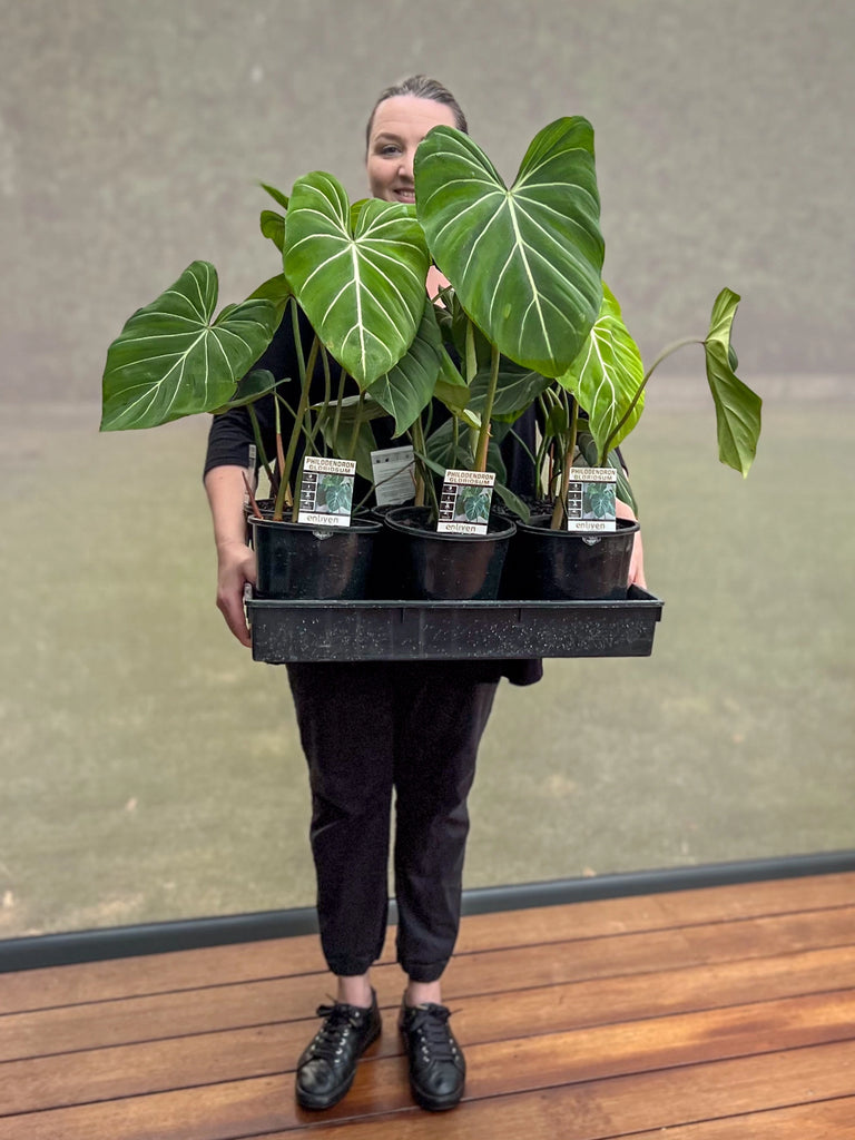 Philodendron gloriosum 'White Vein' | Indoor Plant | Chalet Boutique - Australia