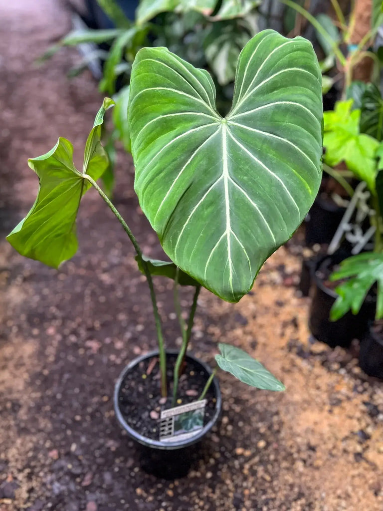 Philodendron gloriosum 'White Vein' | Indoor Plant | Chalet Boutique - Australia