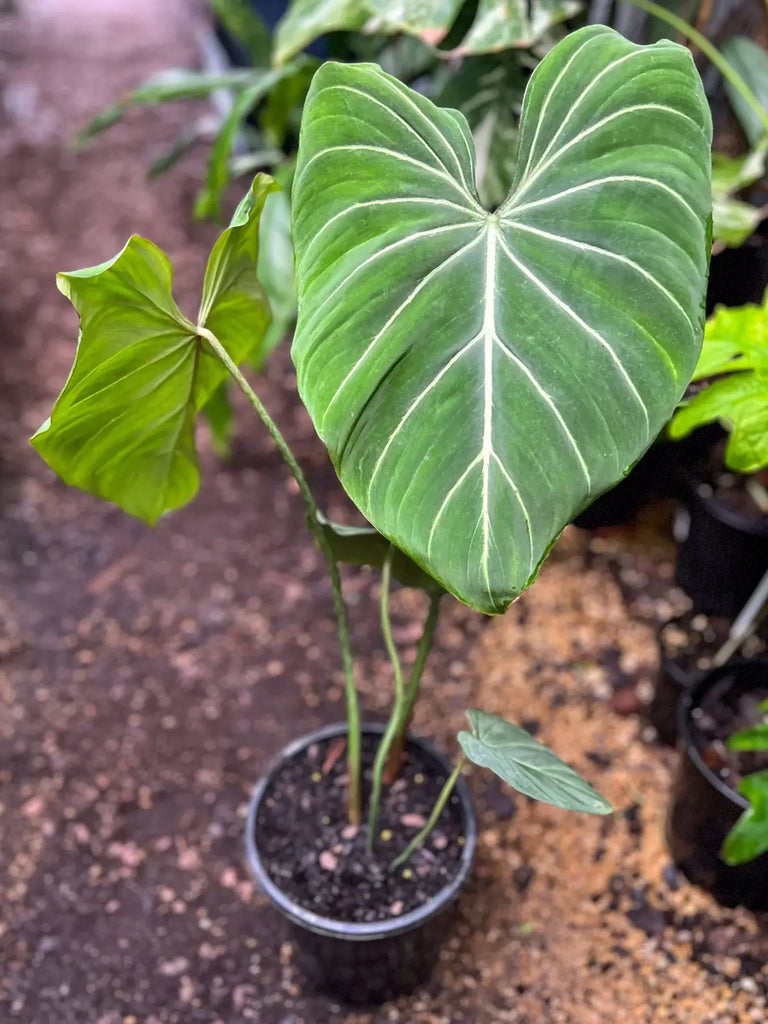 Philodendron gloriosum 'White Vein' | Indoor Plant | Chalet Boutique - Australia