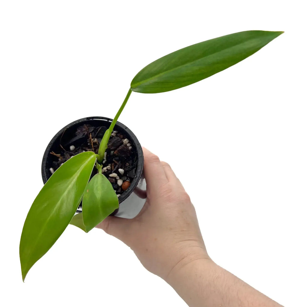 Hand holding Philodendron 'Golden Tuxtla' plant with bright golden-yellow leaves in a small pot. Chalet Boutique, Australia.