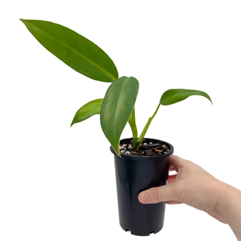 Philodendron 'Golden Tuxtla' plant in black nursery pot, available at Chalet Boutique, Australia. Rare indoor plant for sale online.