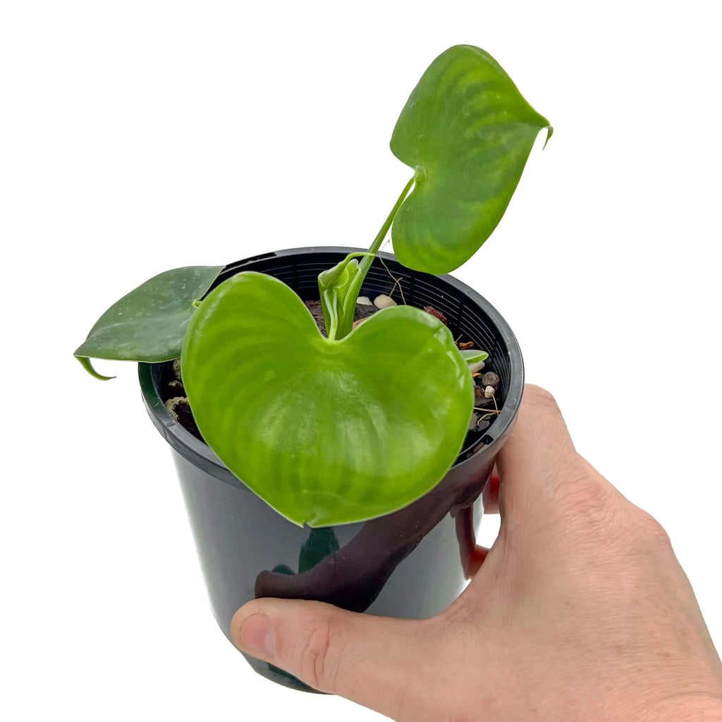Philodendron grazielae | Indoor Plant | Chalet Boutique - Australia