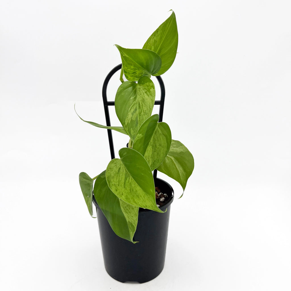Philodendron 'Variegated Heart Leaf' | Indoor Plant | Chalet Boutique - Australia