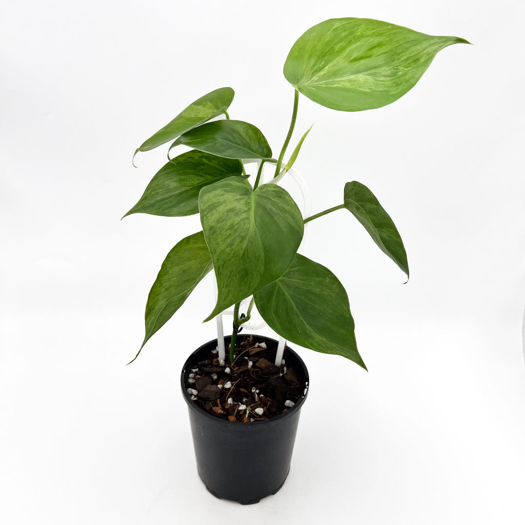 Philodendron 'Variegated Heart Leaf' | Indoor Plant | Chalet Boutique - Australia