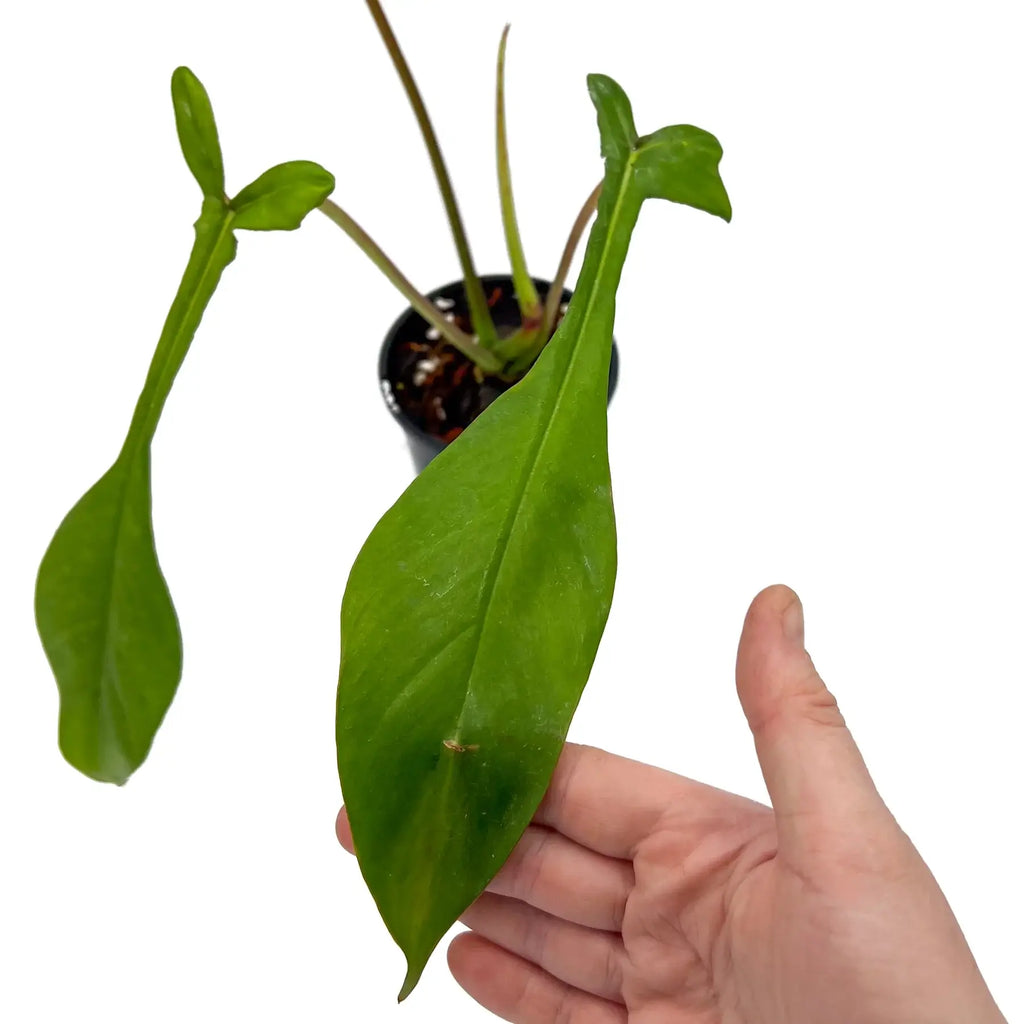 Philodendron joepii | Indoor Plant | Chalet Boutique - Australia