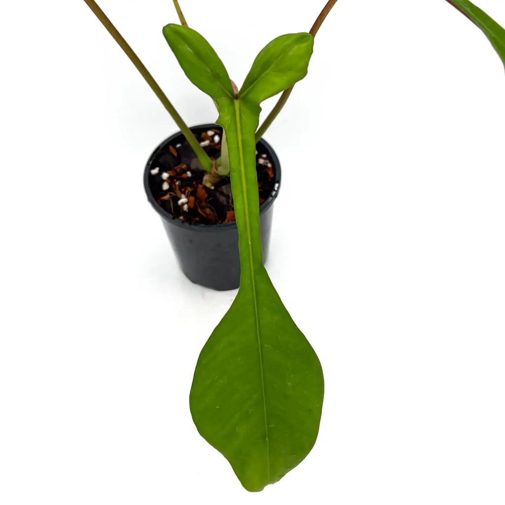 Philodendron joepii | Indoor Plant | Chalet Boutique - Australia