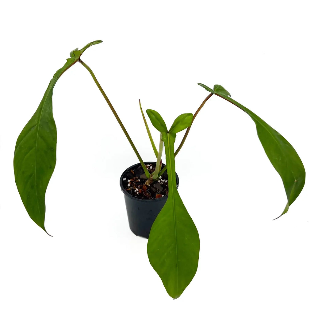 Philodendron joepii | Indoor Plant | Chalet Boutique - Australia