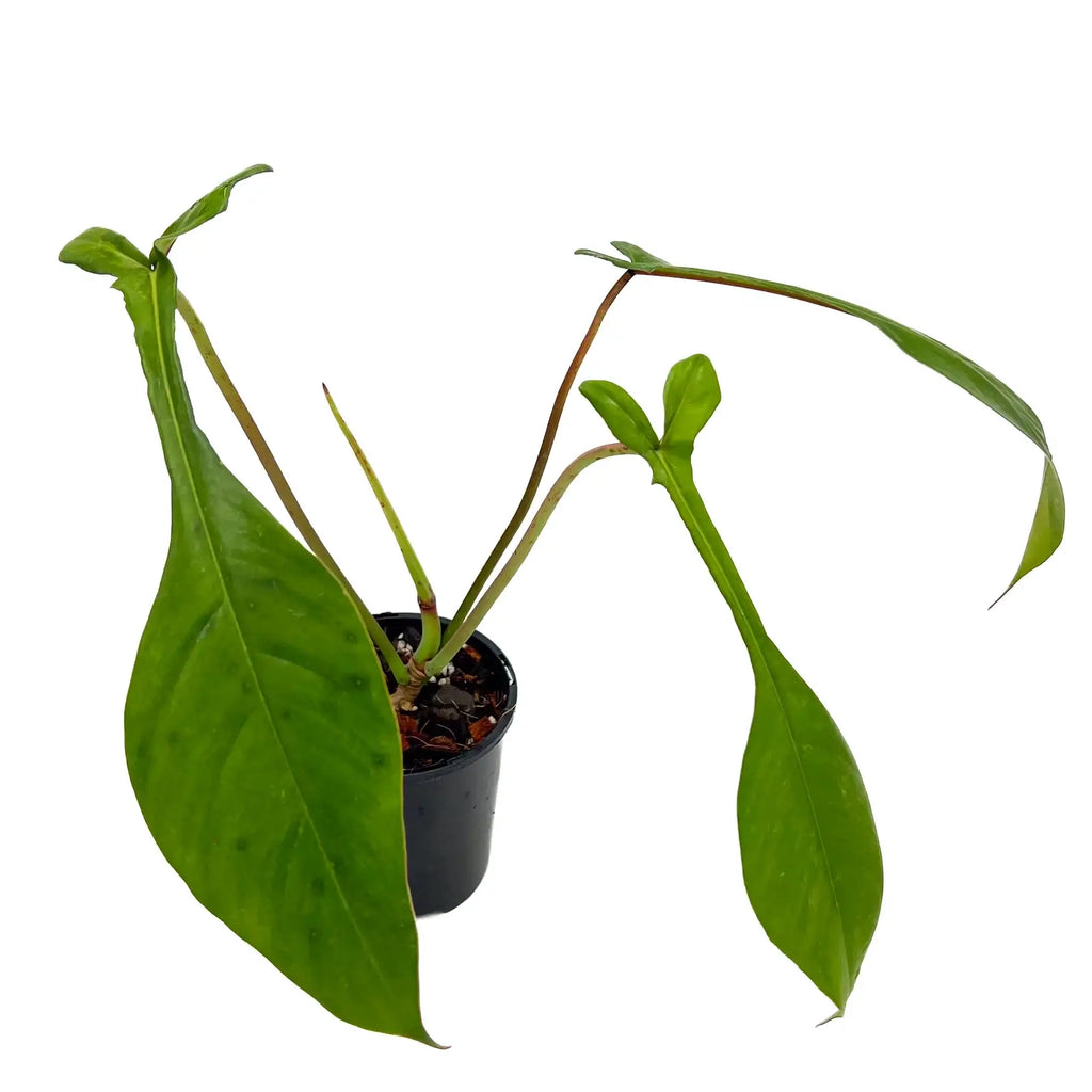 Philodendron joepii | Indoor Plant | Chalet Boutique - Australia