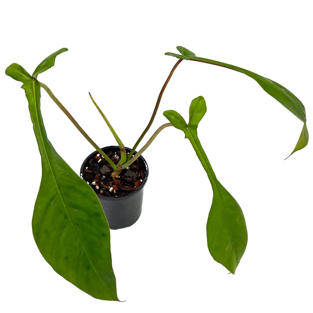 Philodendron joepii | Indoor Plant | Chalet Boutique - Australia