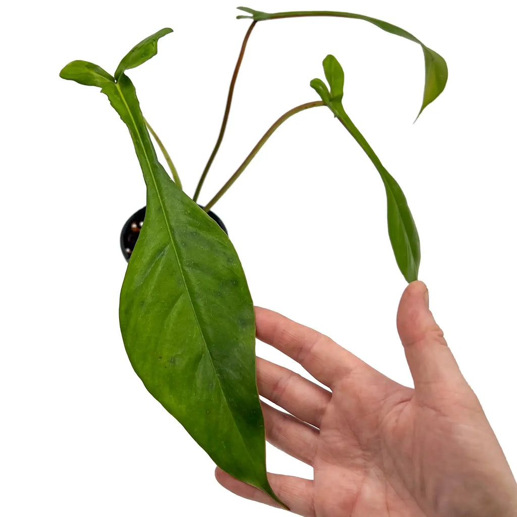 Philodendron joepii | Indoor Plant | Chalet Boutique - Australia