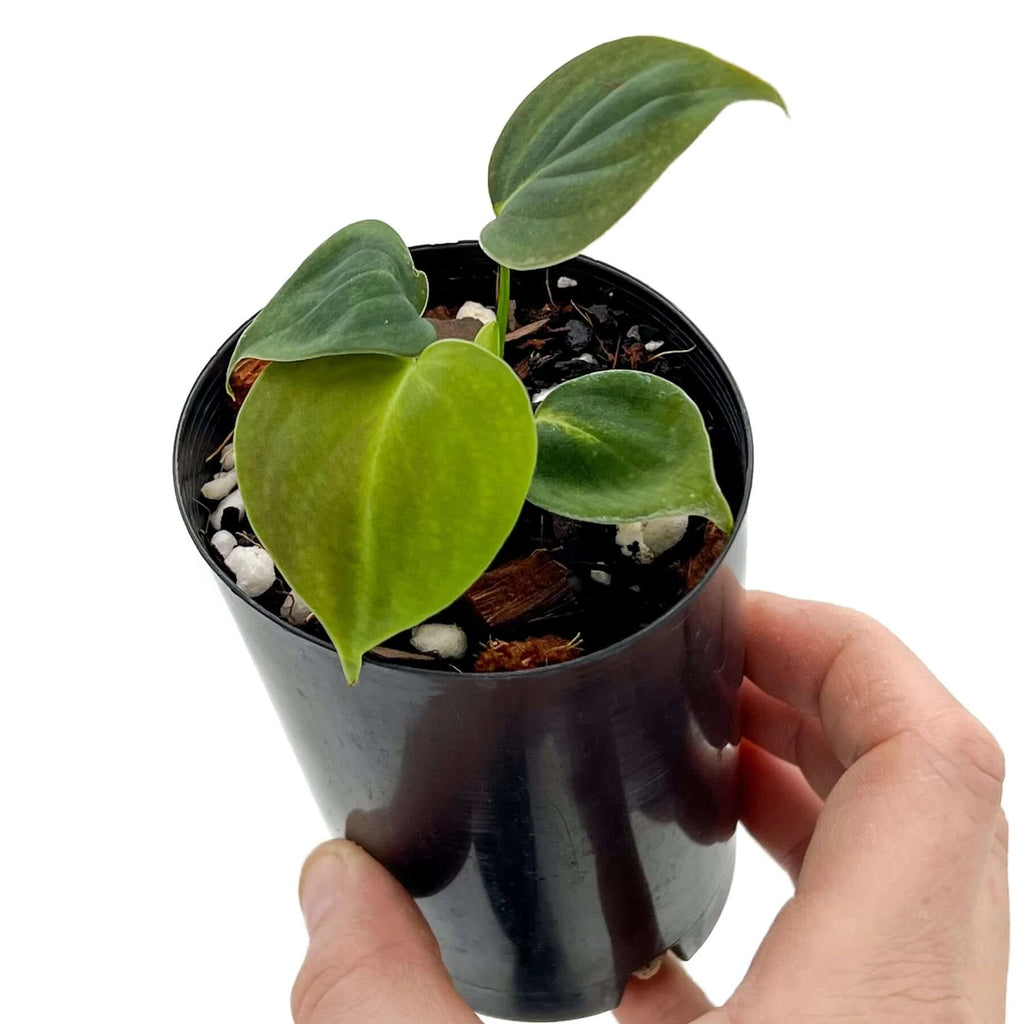 Philodendron lupinum | Indoor Plant | Chalet Boutique - Australia