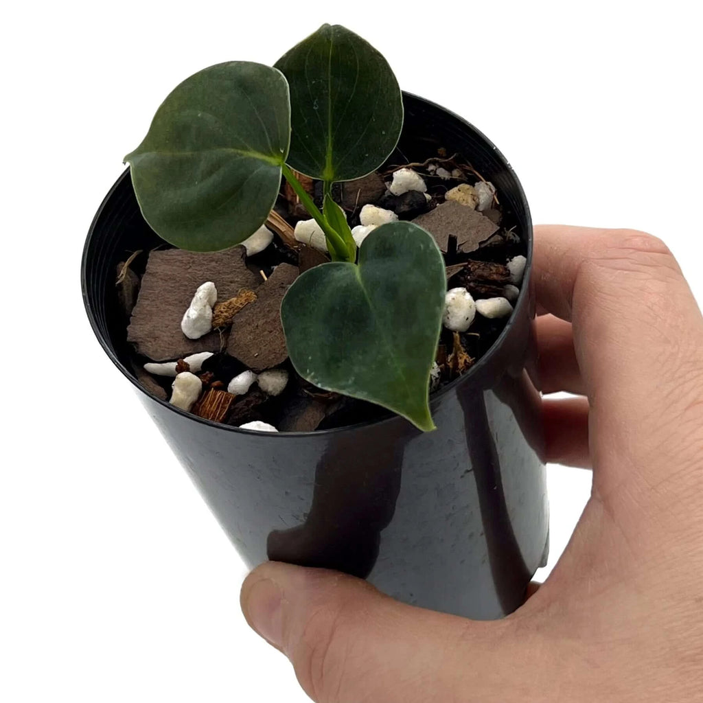 Philodendron lupinum | Indoor Plant | Chalet Boutique - Australia