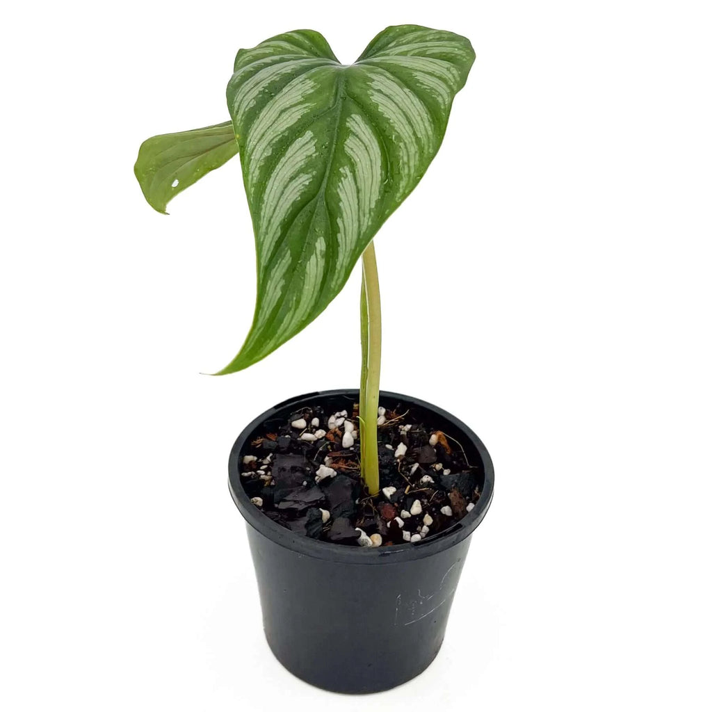 Philodendron mamei | Indoor Plant | Chalet Boutique - Australia
