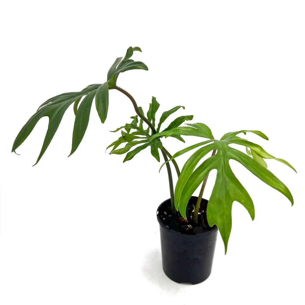 Philodendron Mayoi in a black pot, showcasing its unique palm-like leaves and lush green foliage, ideal for indoor plants.