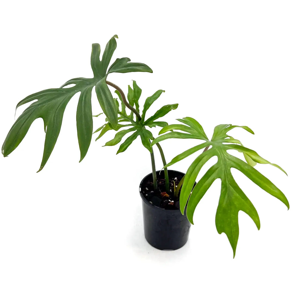 Philodendron Mayoi | Indoor Plant | Chalet Boutique - Australia