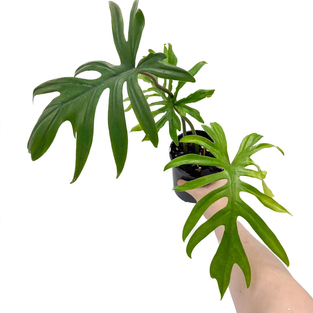 Philodendron Mayoi with large palm-like leaves, ideal rare indoor plant for online purchase in Australia.