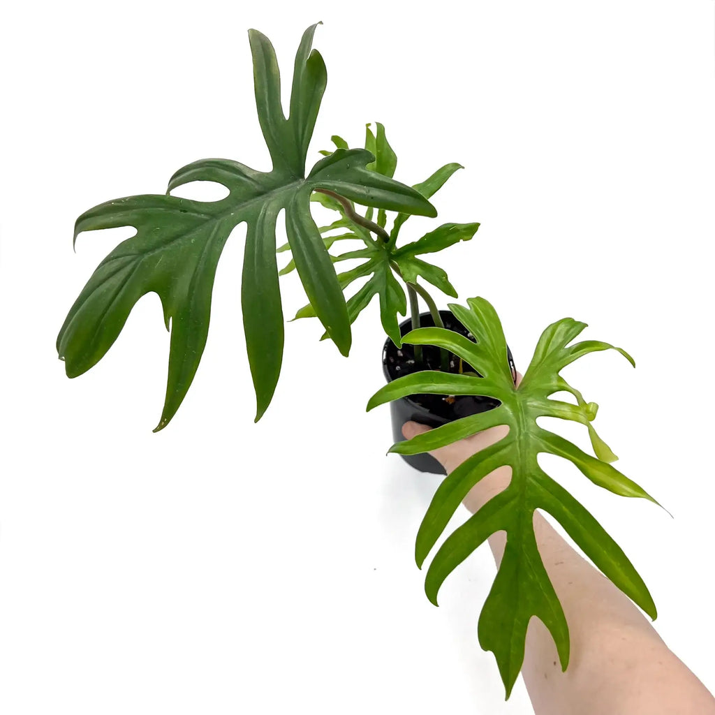 Philodendron Mayoi plant with large palm-like leaves, offered by an Australian online plant shop for indoor rare plants.