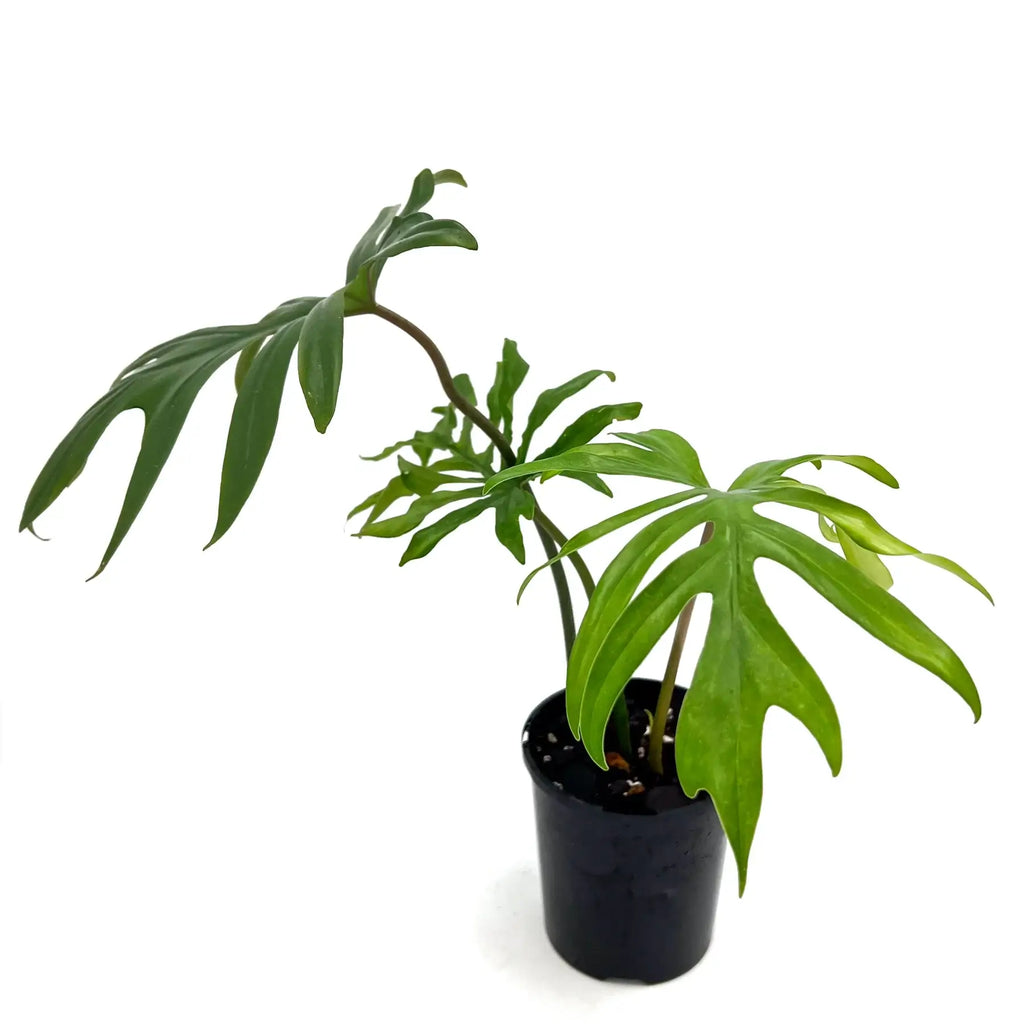 Philodendron Mayoi in a pot, featuring palm-like leaves, ideal for rare indoor plants in Australia.