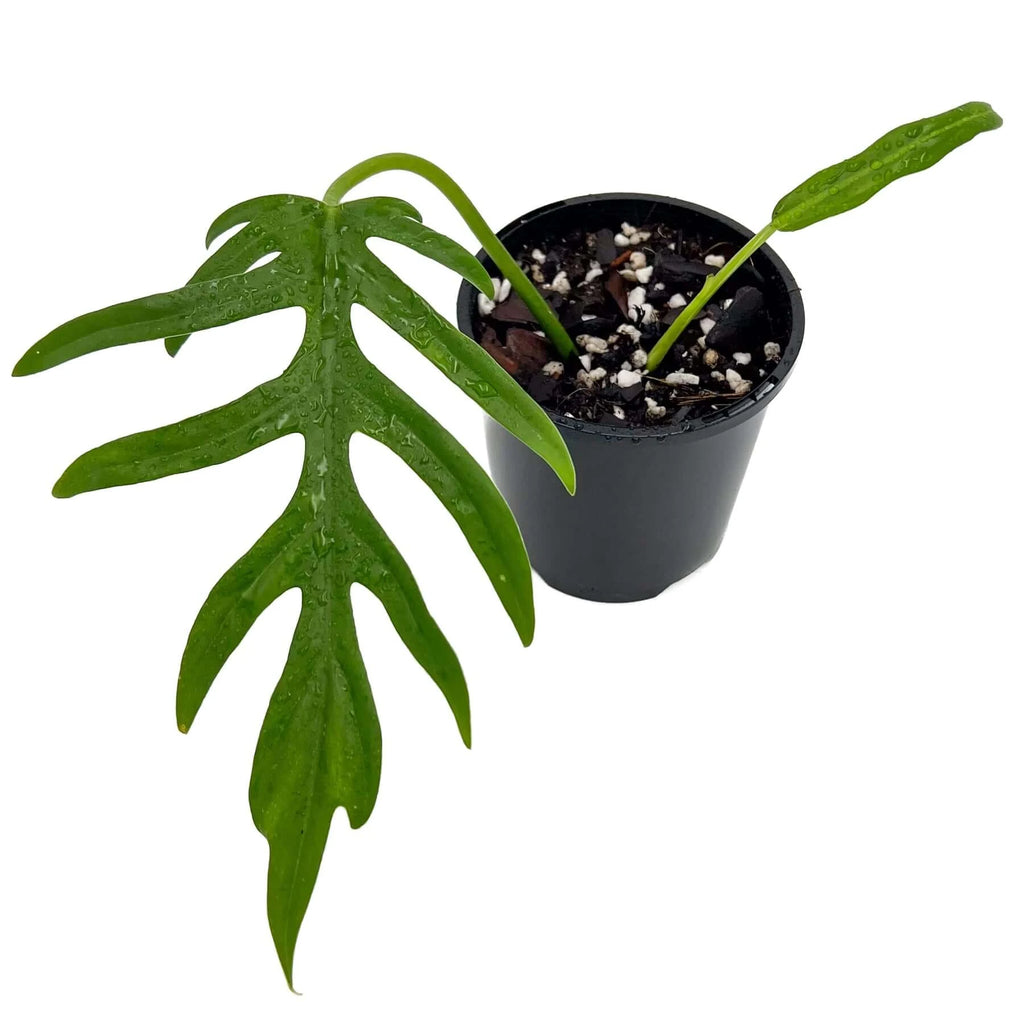 Philodendron Mayoi | Indoor Plant | Chalet Boutique - Australia